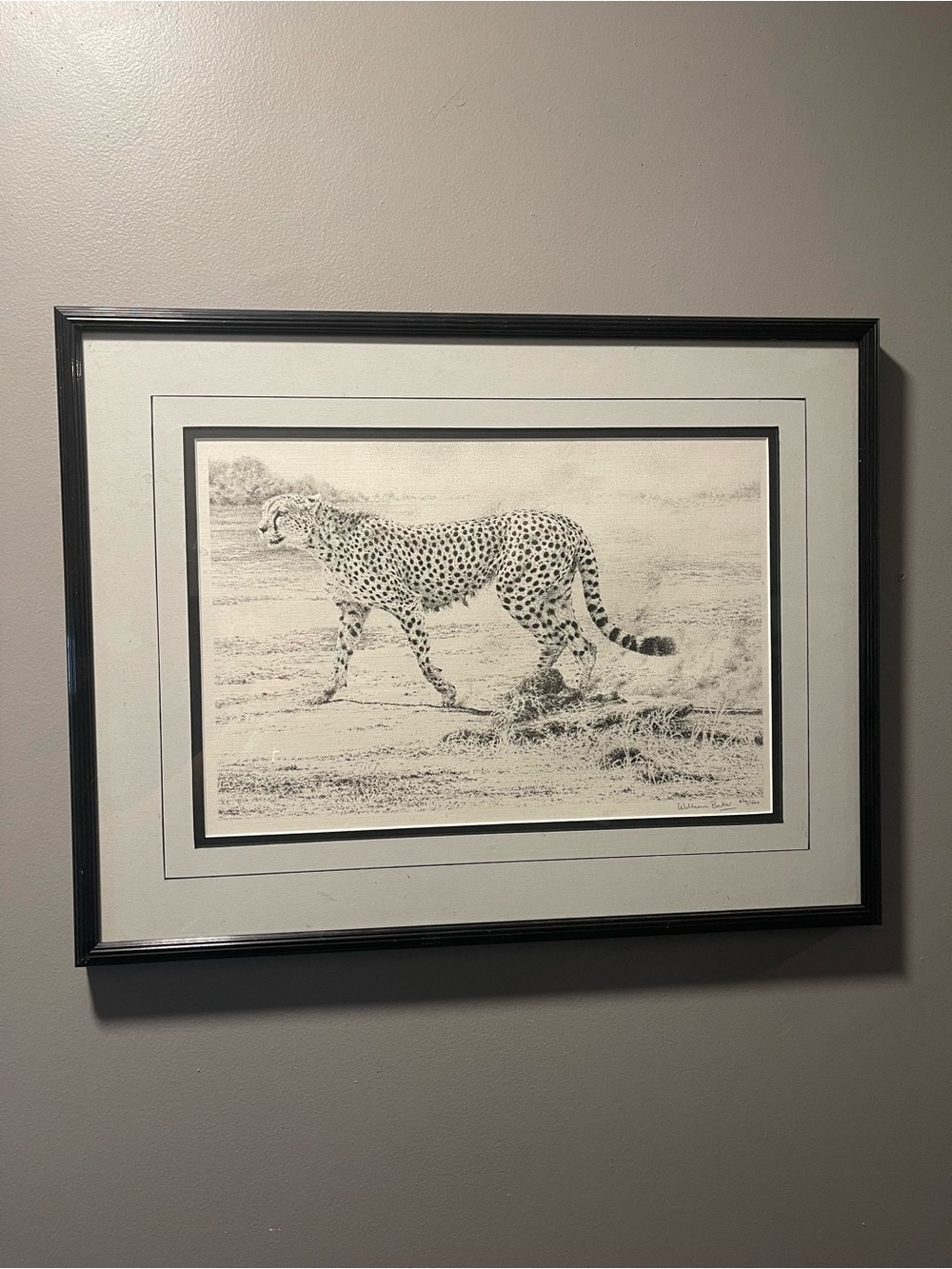 Black and White Cheetah Wall Art Print - William Baker